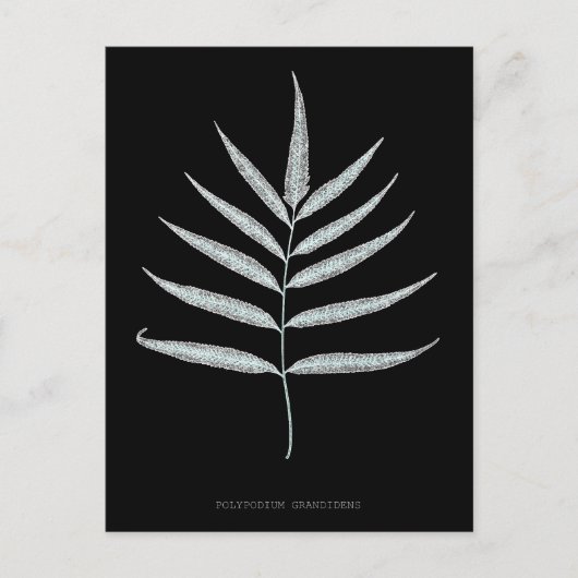 Varen - Polypodyum Grandidens - Röntgenstraling ef Briefkaart (Voorkant)