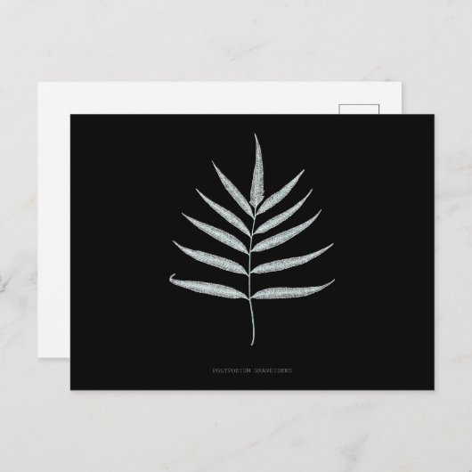 Varen - Polypodyum Grandidens - Röntgenstraling ef Briefkaart (Voorkant / Achterkant)