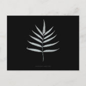 Varen - Polypodyum Grandidens - Röntgenstraling ef Briefkaart (Voorkant)