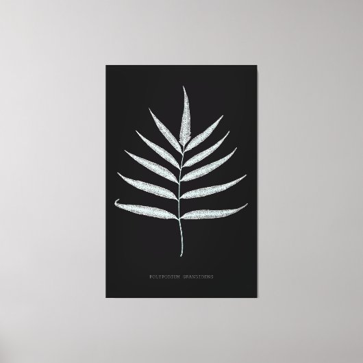 Varen - Polypodyum Grandidens - Röntgenstraling ef Canvas Afdruk (Voorkant)
