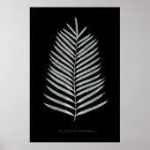 Varen - Polypodyum Henchmanii - Röntgen-effect - 0 Poster (Voorkant)