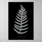Varen - Polypodyum Vulgare - Röntgen-effect - 09 Poster (Voorkant)