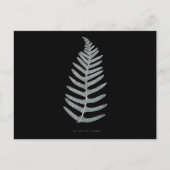 Varen - Polypodyum Vulgare - Röntgenfoto-effect -  Briefkaart (Voorkant)