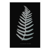 Varen - Polypodyum Vulgare - Röntgenfoto-effect -  Foto Afdruk (Voorkant)