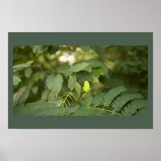 Varenbladeren Foto Poster (Voorkant)