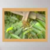 Varenbladeren Foto Poster (Voorkant)