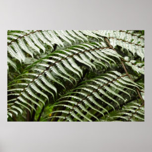Varenbladeren II Donkergroen Natuur Poster