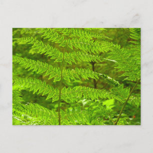 Varenbladeren III Groene Natuur Botanisch Briefkaart
