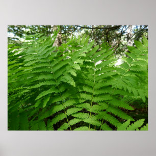 Varenbladeren IV Groen Natuur Botanisch Poster