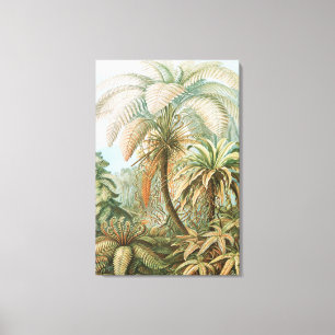Varens, Filicinae Laubfarne door Ernst Haeckel Canvas Afdruk