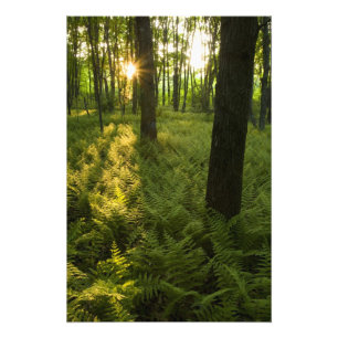 Varens in het bos in Grafton, Massachusetts. Foto Afdruk