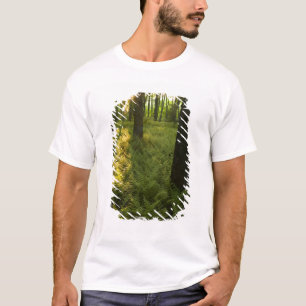 Varens in het bos in Grafton, Massachusetts. T-shirt