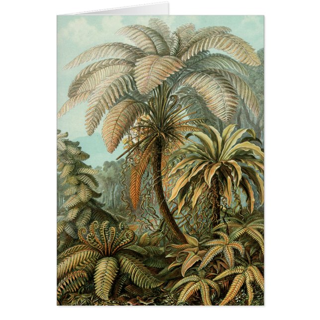 Varens Palmboom Antiek Botanische Varens Kunst (Voorkant)