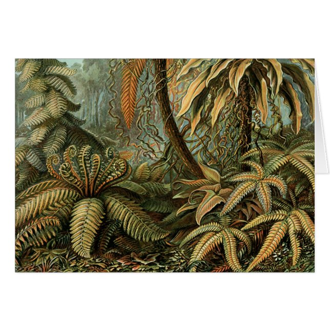 Varens Palmboom Antiek Botanische Varens Kunst (Voorkant Horizontaal)