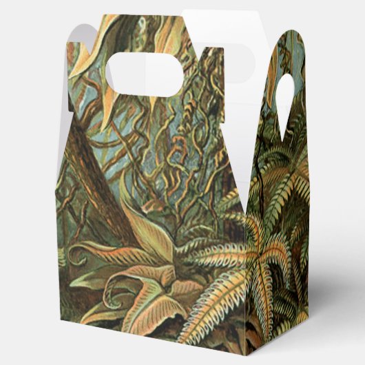 Varens Palmboom Antiek Botanische Varens Kunst Bedankdoosjes (Geopend)