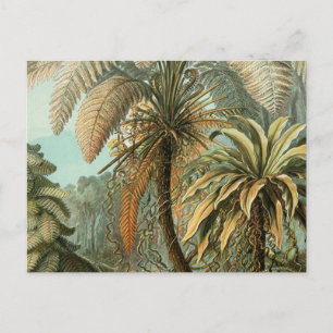 Varens Palmboom Antiek Botanische Varens Kunst Briefkaart