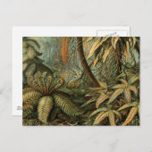 Varens Palmboom Antiek Botanische Varens Kunst Briefkaart (Voorkant / Achterkant)
