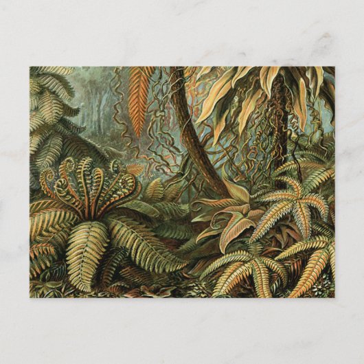 Varens Palmboom Antiek Botanische Varens Kunst Briefkaart (Voorkant)