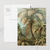 Varens Palmboom Antiek Botanische Varens Kunst Briefkaart (Voorkant / Achterkant)