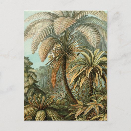 Varens Palmboom Antiek Botanische Varens Kunst Briefkaart (Voorkant)