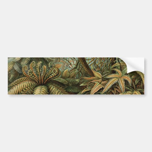 Varens Palmboom Antiek Botanische Varens Kunst Bumpersticker (Voorkant)