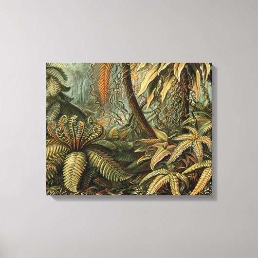 Varens Palmboom Antiek Botanische Varens Kunst Canvas Afdruk (Voorkant)