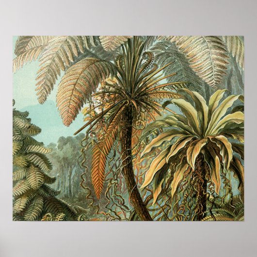Varens Palmboom Antiek Botanische Varens Kunst Poster (Voorkant)
