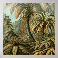 Varens Palmboom Antiek Botanische Varens Kunst