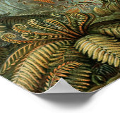 Varens Palmboom Antiek Botanische Varens Kunst Poster (Hoek)