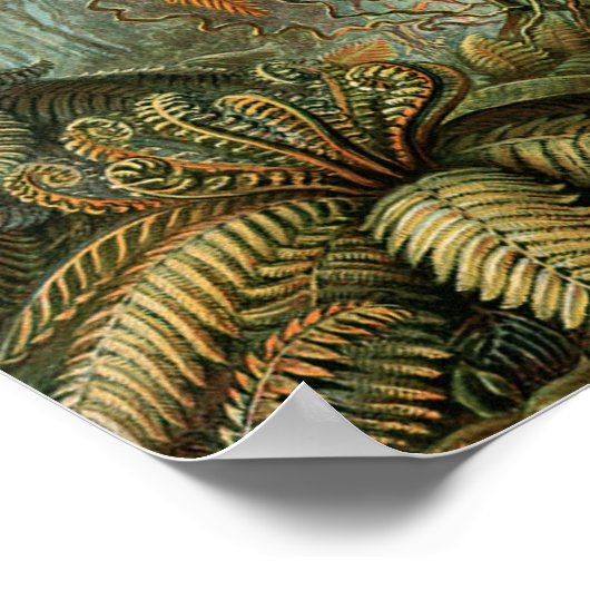 Varens Palmboom Antiek Botanische Varens Kunst Poster (Hoek)