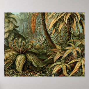 Varens Palmboom Antiek Botanische Varens Kunst Poster