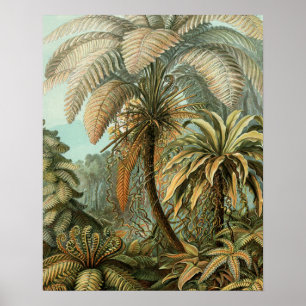 Varens Palmboom Antiek Botanische Varens Kunst Poster