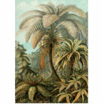 Varens Palmboom Antiek Botanische Varens Kunst Staand Fotobeeldje<br><div class="desc">botanische afdruk van tropische ferns Deze afdruk is van Filicinae (Ferns), van Ernst Haeckel uit een antiek botanisch boek uit 1904. De antiek botanische gedrukte tekst is het 92e bord van Kunstformen der Natur (Kunstvormen van Natuur), waarin uitgebreide ferns te zien zijn. Het 92e bord van de "Kunstformen der Natur"...</div>