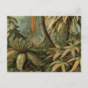 Varens Palmboom Antieke Botanische Varens Kunst Briefkaart