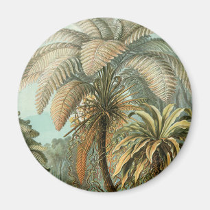 Varens Palmboom Antieke Botanische Varens Kunst Magneet