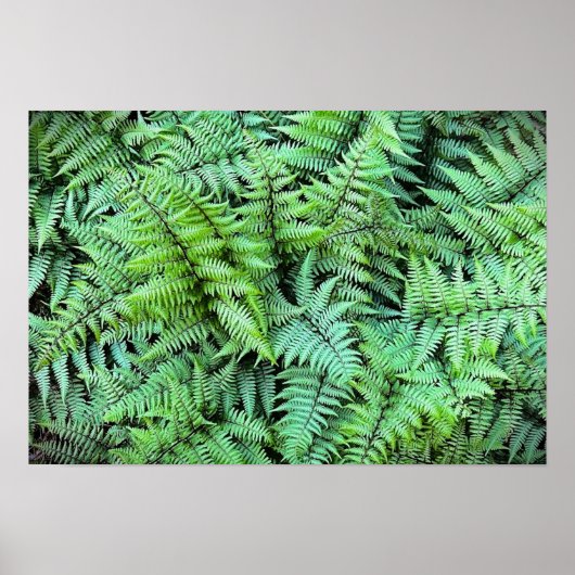 varens, poster (Voorkant)