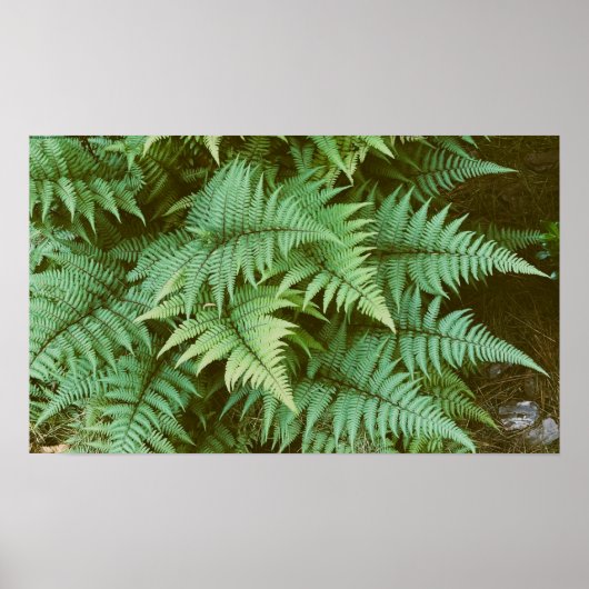 Varens, poster (Voorkant)