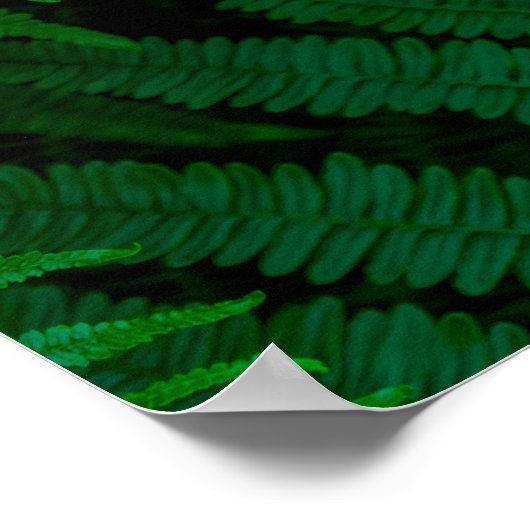 Varens van het eiland Pico Poster (Hoek)