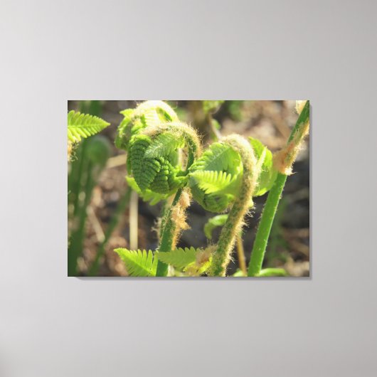 Varens worden net wakker canvas afdruk (Voorkant)