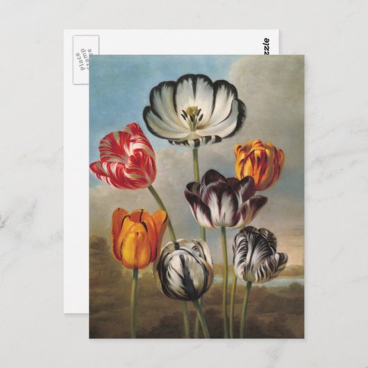 variabele Tulip Flowers in een landschap Briefkaart (Voorkant / Achterkant)