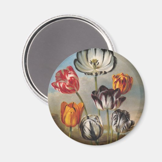  variabele Tulip Flowers in een landschap Magneet (Voorkant / Achterkant)