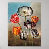 variabele Tulip Flowers in een landschap Poster (Voorkant)