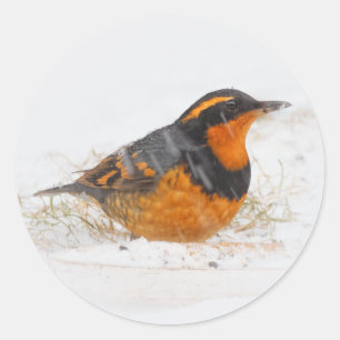 Variant Thrush Songbird op Snowy Winter Day Ronde Sticker