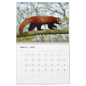 Varieerlijke reuzenpanda's en rode pandagalender kalender (Feb 2026)