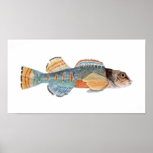 Variegate Darter Poster (Voorkant)