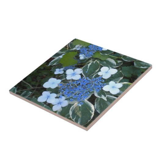 Variegated Blue Hydrangea Tegeltje (Zijkant)