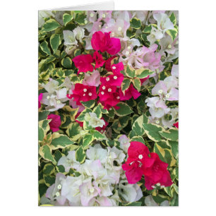Variegated Bougainvillea