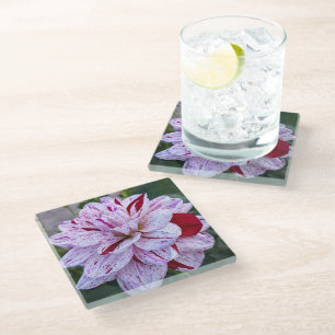 Variegated Dahlia Bloom Floral Glazen Onderzetter