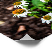 Variegated Fritillary Butterfly Poster (Hoek)