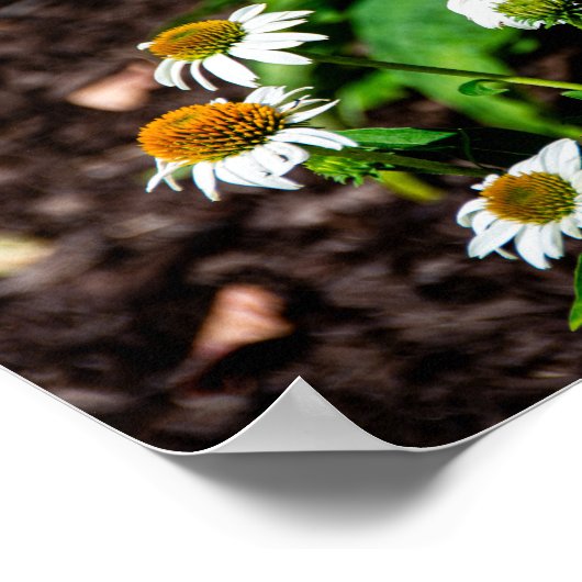 Variegated Fritillary Butterfly Poster (Hoek)